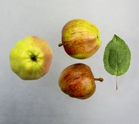 Pigeon Jerusalem æble